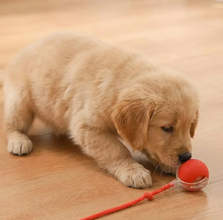 Active Rolling Ball with Tail for Dogs